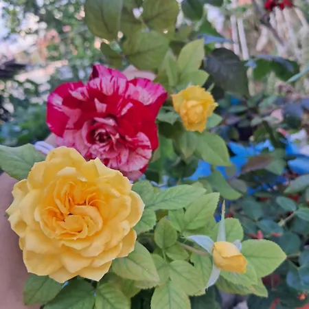 Dhoma Plazhi Mirjan Accommodatie bij particulieren *