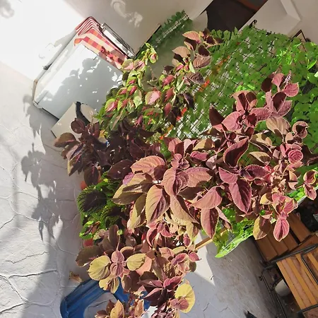 Dhoma Plazhi Mirjan Homestay